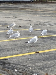 Larus argentatus