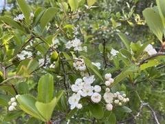 Crataegus collina