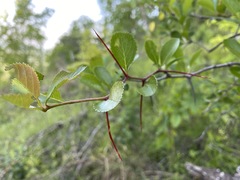 Crataegus collina