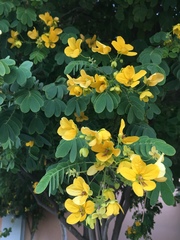 Senna surattensis