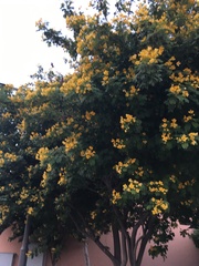 Senna surattensis