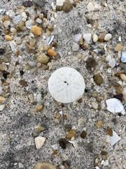 Echinarachnius parma