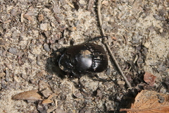 Phanaeus triangularis