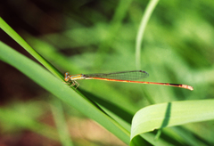 Aciagrion pallidum