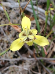 Moraea inconspicua