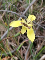 Moraea inconspicua