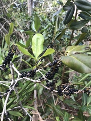 Myrsine cubana