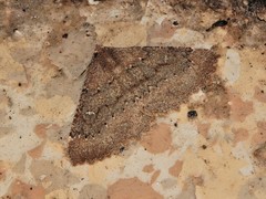 Cleora scriptaria