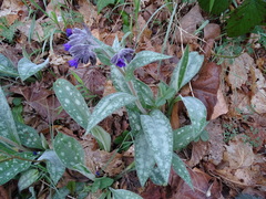 Pulmonaria longifolia