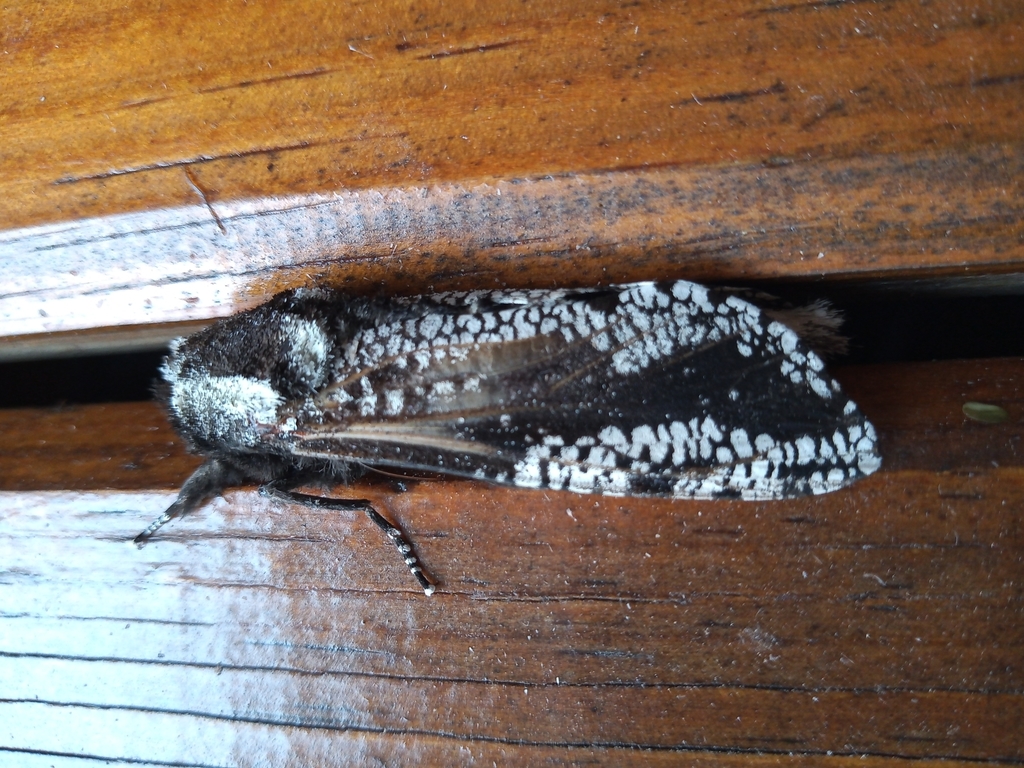 Morpheis melanoleuca