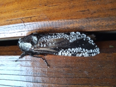 Morpheis melanoleuca