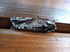 Morpheis melanoleuca