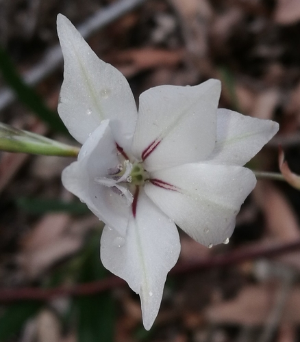 Image of Gladiolus wilsonii by (c) chrishorak, some rights reserved (CC BY)