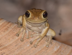 Trachycephalus quadrangulum