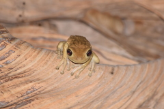 Trachycephalus quadrangulum