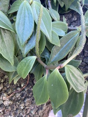 Peperomia
