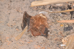 Lasiurus blossevillii