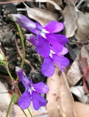 Lobelia tomentosa