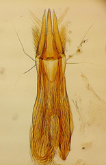 Trixagus leseigneuri