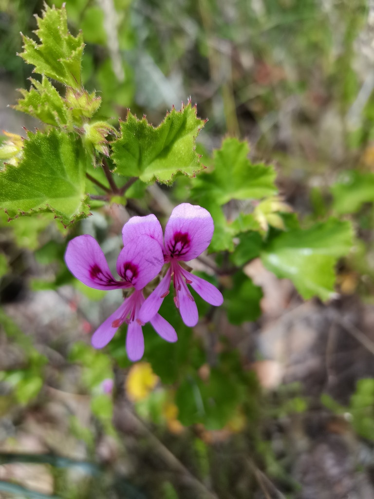Pelargonium scabroide