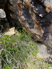 Pelargonium scabroide