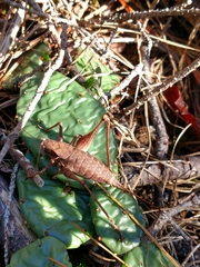 Atlanticus americanus