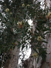 Melaleuca leucadendra