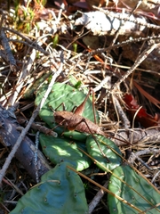 Atlanticus americanus