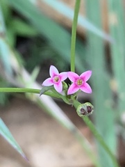 Cordylostigma virgatum