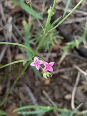 Cordylostigma virgatum