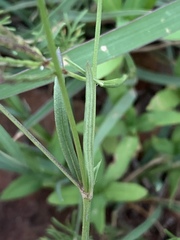 Cordylostigma virgatum