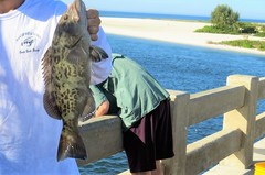 Mycteroperca microlepis