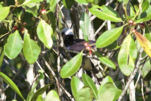 Azure-naped Jay (Cyanocorax heilprini), photo 5