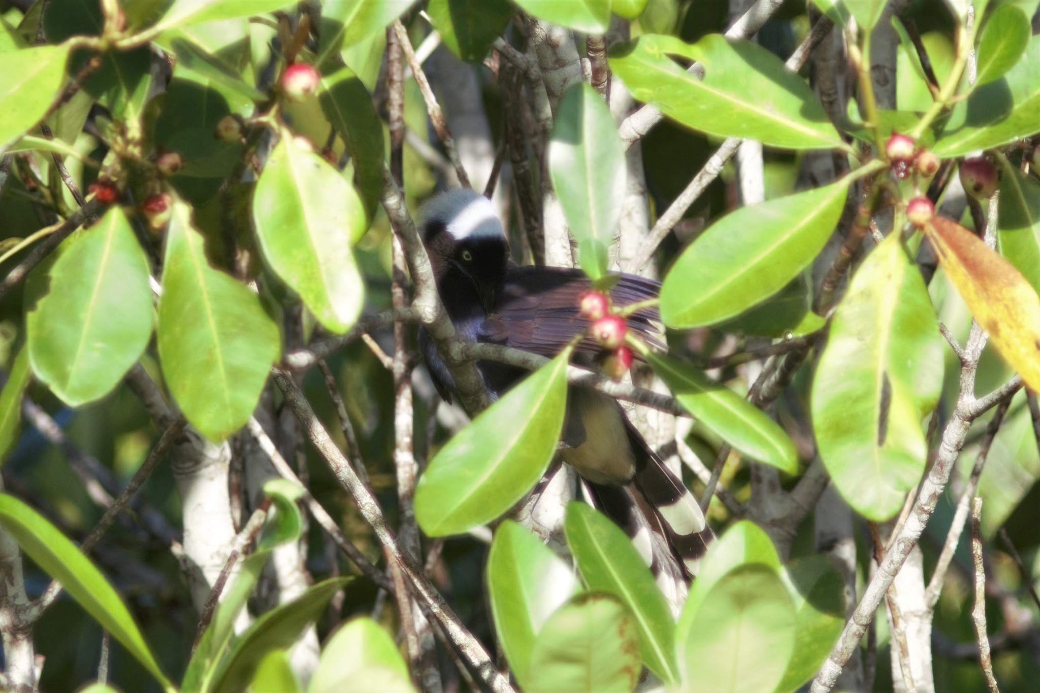 Azure-naped Jay (Cyanocorax heilprini), photo 3