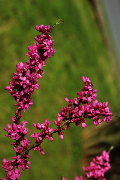 Cercis chinensis