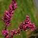 紫荊 - Photo (c) Chicago Botanic Garden 2010，保留部份權利CC BY-NC-SA