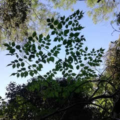 Aralia warmingiana