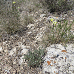 Eriogonum lachnogynum