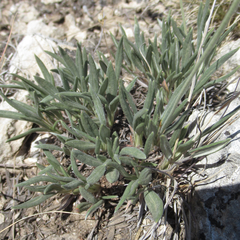 Eriogonum lachnogynum