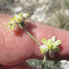 Eriogonum lachnogynum