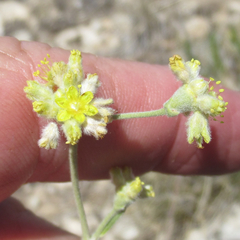 Eriogonum lachnogynum