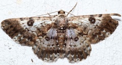 Iridopsis validaria