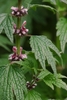 Common Motherwort - Photo (c) AnneTanne, some rights reserved (CC BY-NC)