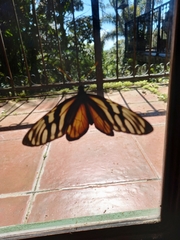 Lycorea ilione albescens