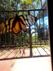 Lycorea ilione albescens