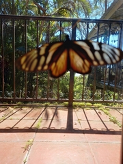 Lycorea ilione albescens