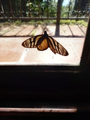 Lycorea ilione albescens