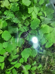 Coleoptera
