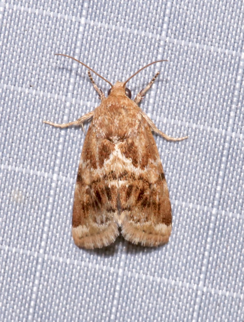 Sordid Flower Moth