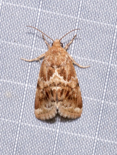 Sordid Flower Moth